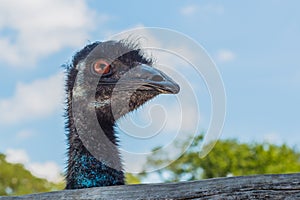 Face of emu right side angle