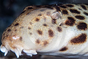 Face of Endemic Raja Epaulette Shark