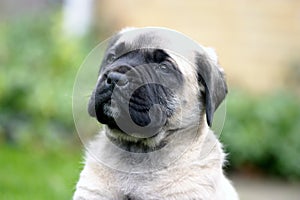 Face of the English Mastiff