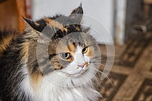 Face of the evil cat.Three-colored cat with evil muzzle degeneration. The cat has beautiful yellow eyes. Evil multi-colored cat