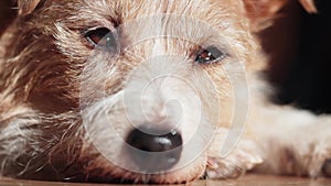 Face expression and eyes close-up of a cute relaxing lazy pet dog