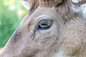 the face and eye of a male fallow deer