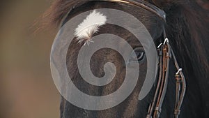 The face and eyes of the brown horse closeup, spot on his forehead