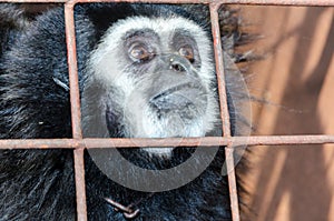 Face and eyes downcast of gibbon in a cage