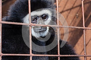 Face and eyes downcast of gibbon in a cage