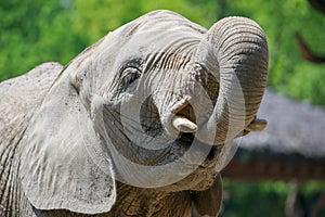 Elephant head photo