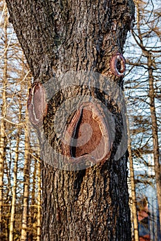 Face with eyes and mouth on a tree - Pareidolia is a type of apophenia photo