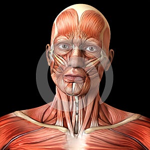 Face facial muscles - Human anatomy