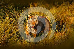 Face fixed tiger look. Siberian tiger in evening sun. Amur tiger in sunset grass. Action wildlife winter with danger animal. Summe