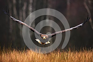 Face flight, Haliaeetus albicilla, White-tailed Eagle, birds of prey with forest in background