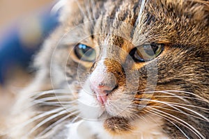 Face of fluffy norwegian forest cat..