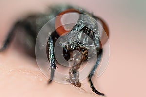 Face of fly with big red eyes in macro