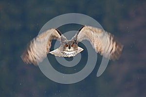 Face fly of owl. Flying Eurasian Eagle owl with open wings with snow flake in snowy forest during cold winter. Action wildlife sce