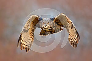 Face fly of owl. Flying Eurasian Eagle owl with open wings with snow flake in snowy forest during cold winter. Action wildlife sce