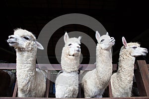 Face of four funny alpacas llama in farm photo