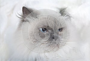 Portrait of furious cat