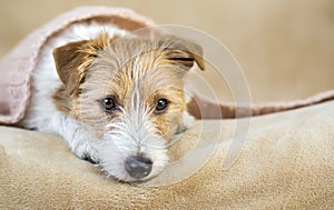 Face of furry thinking dog with blanket after bath, pet grooming banner