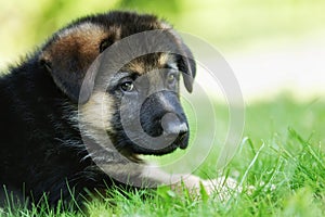 Face of german shepherd puppy
