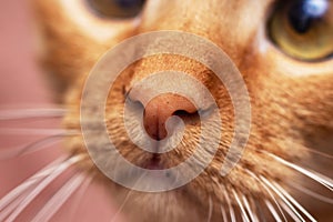 Face of ginger cat close-up, macro photo