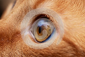 Face of ginger cat close-up, macro photo