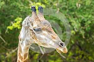 Face of giraffe and green tree background