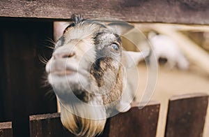 Face of a goat close up. A funny gray goat peeks out behind an old wooden fence