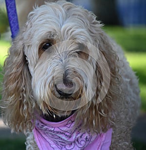 Face of a Goldendoodle Dog with a Pink Bandana