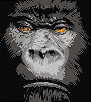 Face of gorilla