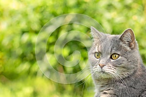 The face of the gray cat on a blurred background of green foliage