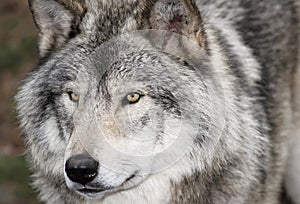 Face of gray wolf