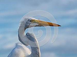 Face of a Great Egret with Deformed Beak