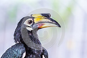 Face of Great hornbill, close up