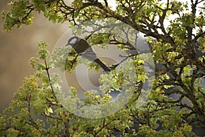 Face of the great tit bird