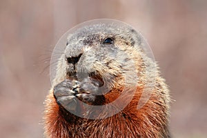 Face of ground hog