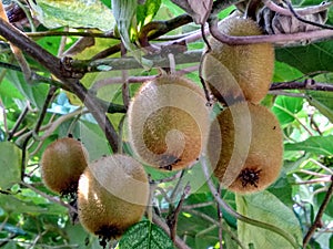 Face Of Hanging Kiwis