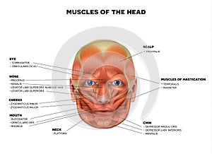 Face and head Muscles
