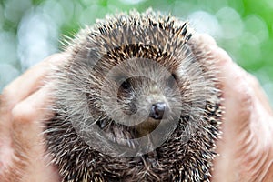 Face of a hedgehog close-up , isolated on a blurred natural background. A male hand holds a cute prickly European