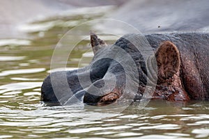 Face of a hippo, starting to submerge into the water of the Kazinga Channel - Queen Elizabeth National Park Uganda