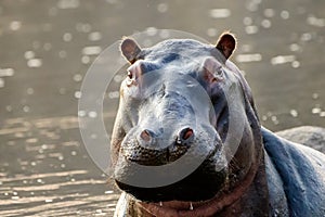 Face of a Hippopotamus