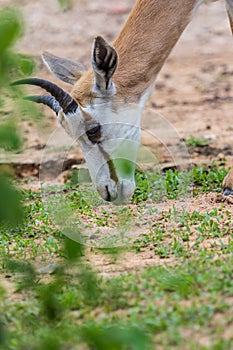 Face and horn of Gemsbok antelope Oryx gazella deer