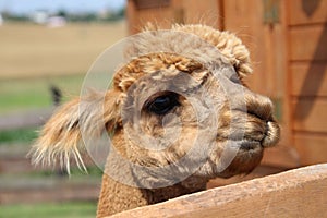 Face of a Huacaya alpaca in a farm against a blurred background