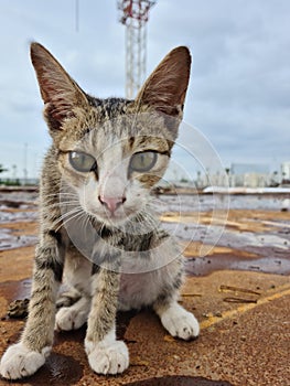 Face of Indonesian cat