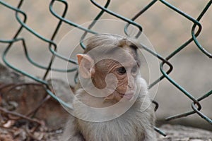 Face of innocent baby monkey.