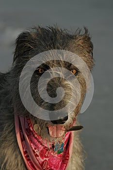 Face of an Irish wolfhound photo