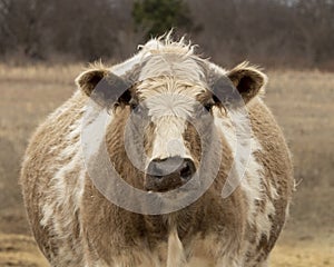 Face of a Jersey Cow standing in the grass in Oklahoma, United States of America