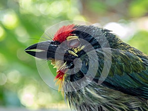 The face of Juvenile Coppersmith barbet bird