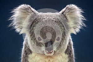 Face of koalas.