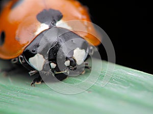 Face of ladybug