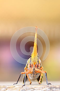 The face of lantern Fly