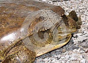 Face of a large female Spiny Softshell Turtle